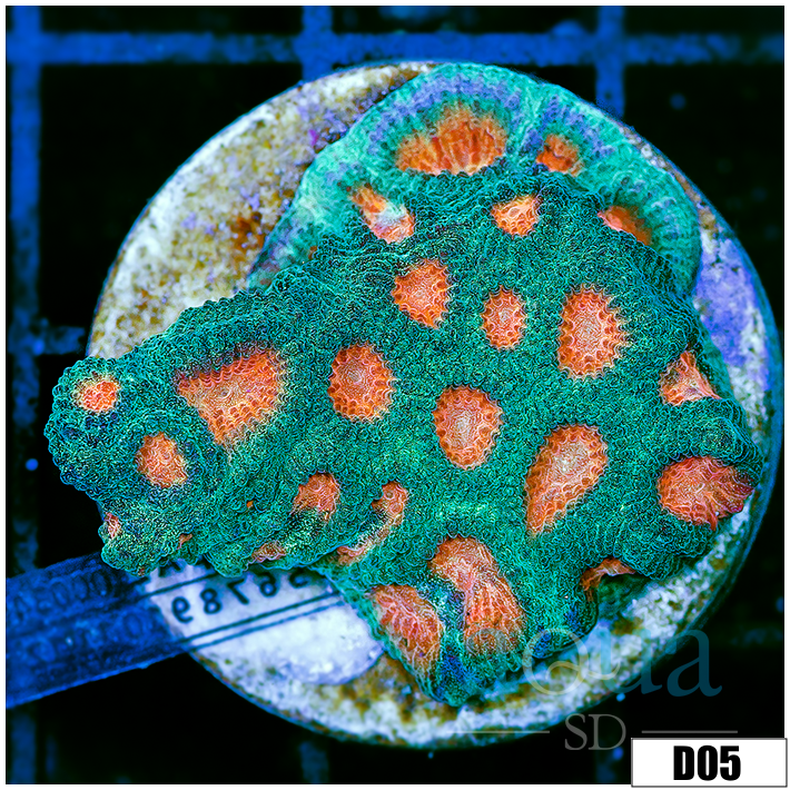 Indo Cultured Favia Colony