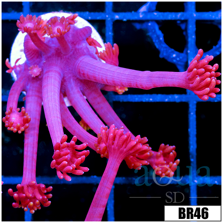 Indo Cultured Red Goniopora