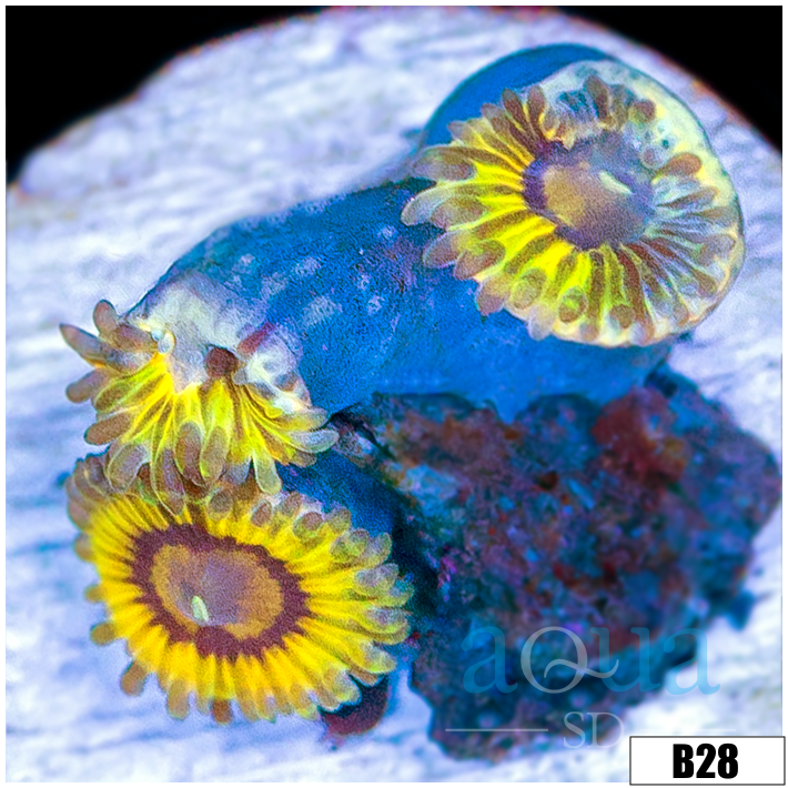 Chiquita Zoas