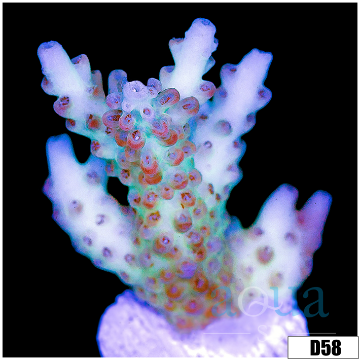 Frozen Glaze Acropora