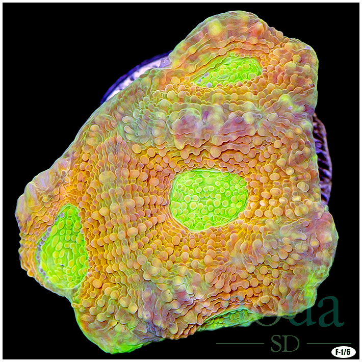 Citrus Acan Enchinata Multiples Available