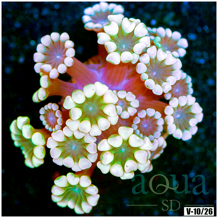 Rainbow Alveopora Multiples Available