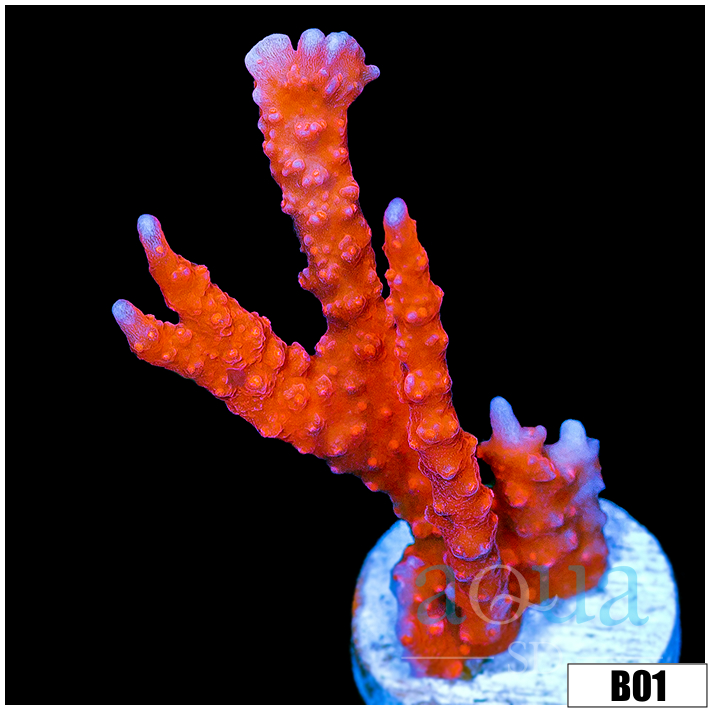 Red Manilla Spy Multiples Available Medium Sized Frag