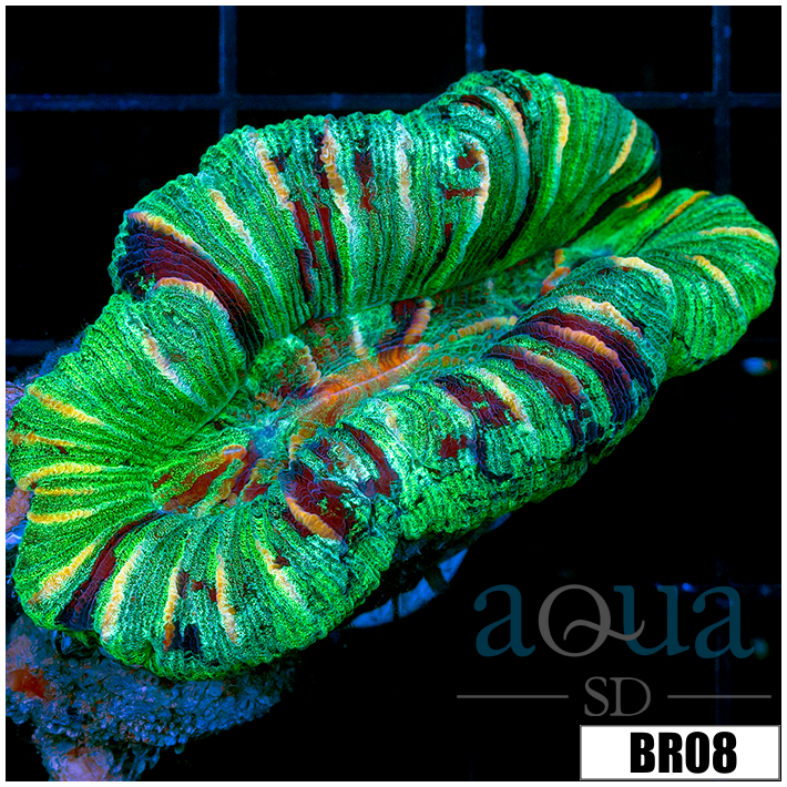 Aussie Neon Splatter Trachy