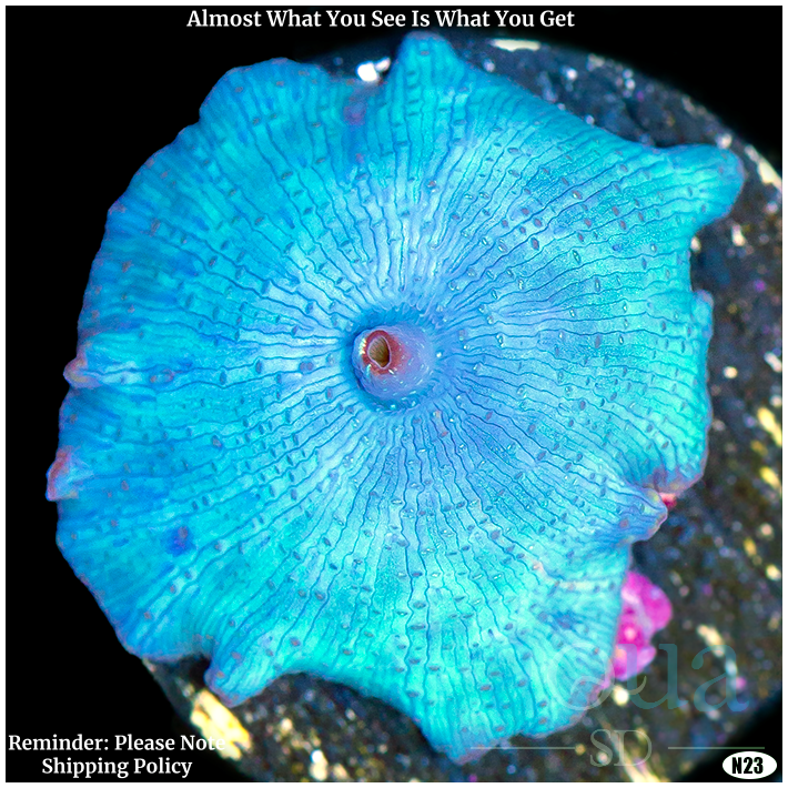 Aussie Blue Mans Discosoma Mushroom Multiples Available