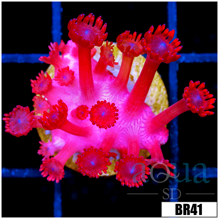 Indo Cultured Red Goniopora