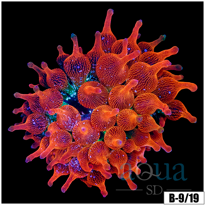 ASD Rainbow Bubble Tip Anemone