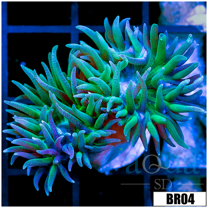Aussie Green Tips Duncan