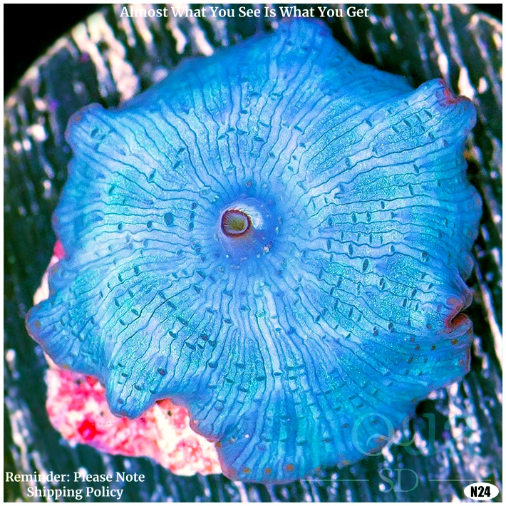 Aussie Blue Mans Discosoma Mushroom Multiples Available