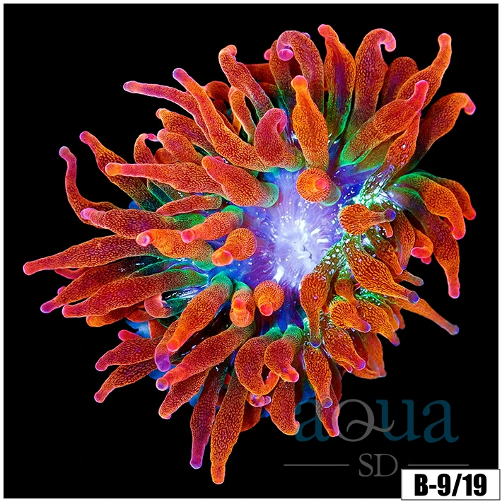 ASD Rainbow Bubble Tip Anemone