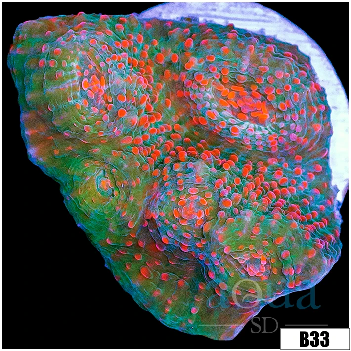Chameleon Chalice