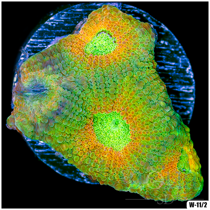 Citrus Acan Enchinata Multiples Available