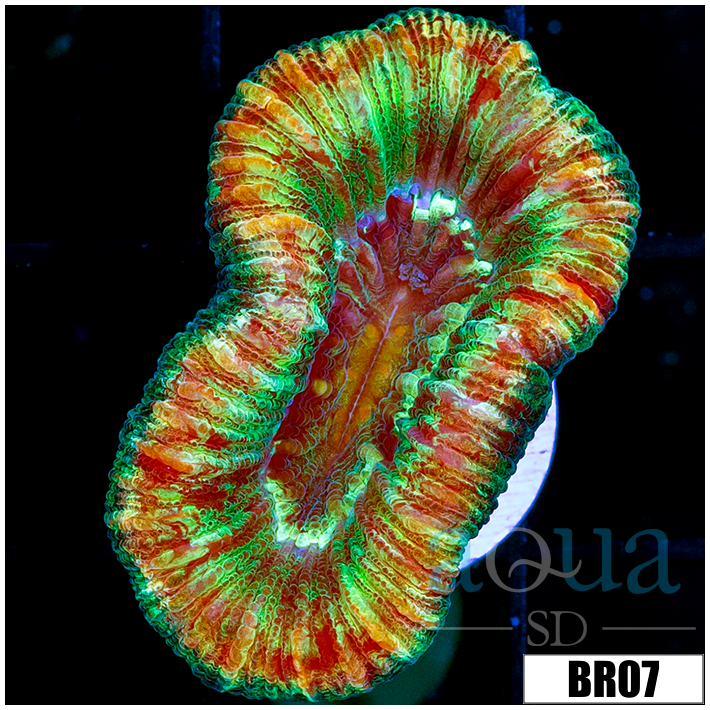 Aussie Neon Trachy