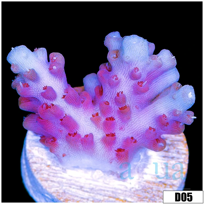 Icy Grape Tort Acropora