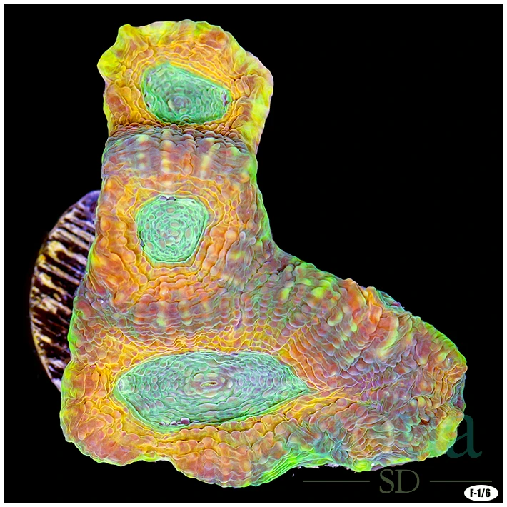 CLEARANCE - Party Town Acan Enchinata Multiples Available