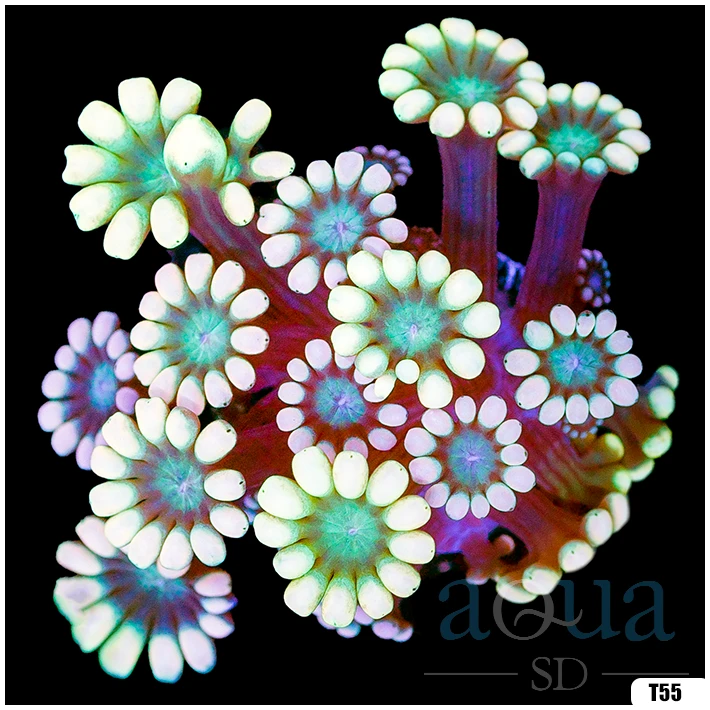 Rainbow Alveopora Multiples Available
