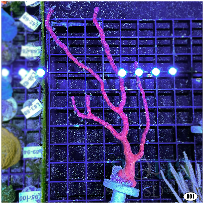 Red Finger Gorgonia Multiples Available