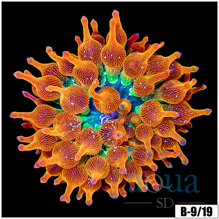 ASD Rainbow Bubble Tip Anemone