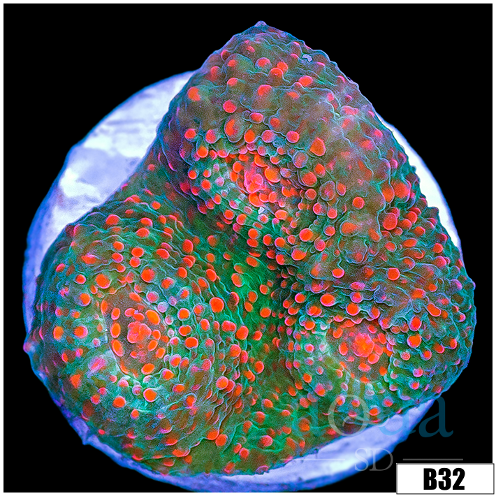 Chameleon Chalice