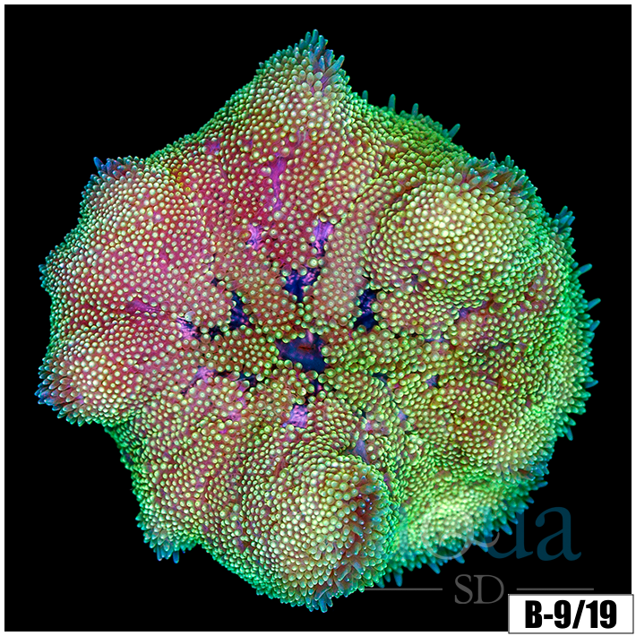 Baby Mertensii Carpet Anemone