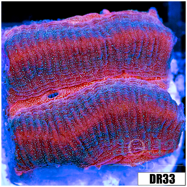 Pink Desire Platy Favia