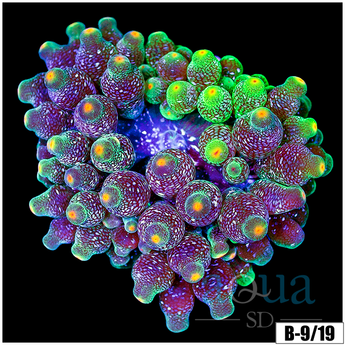 Galaxy Bubble Tip Anemone