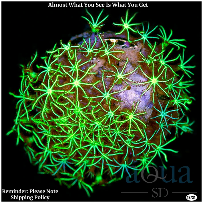 Aussie GSP Frag Multiples Available