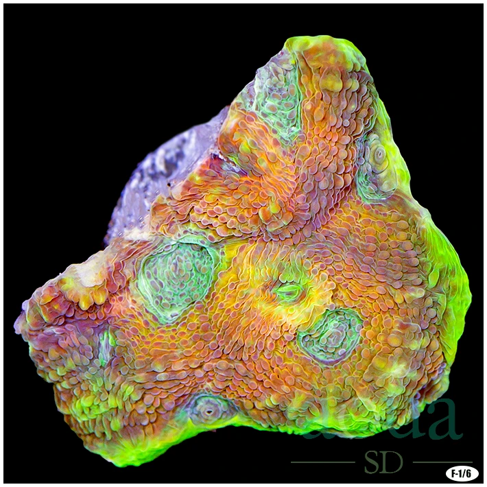 CLEARANCE - Party Town Acan Enchinata Multiples Available