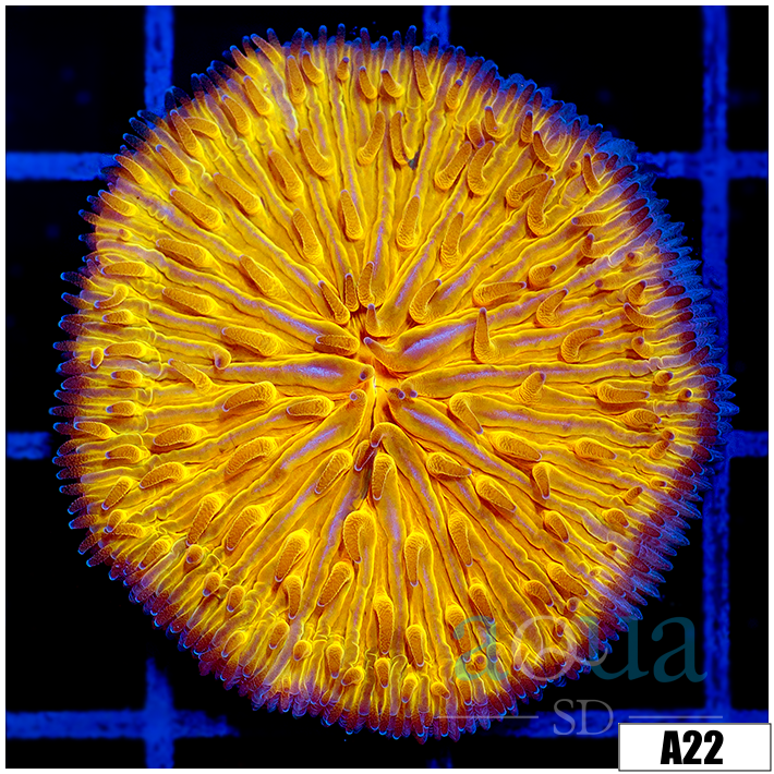 Orange Plate Coral