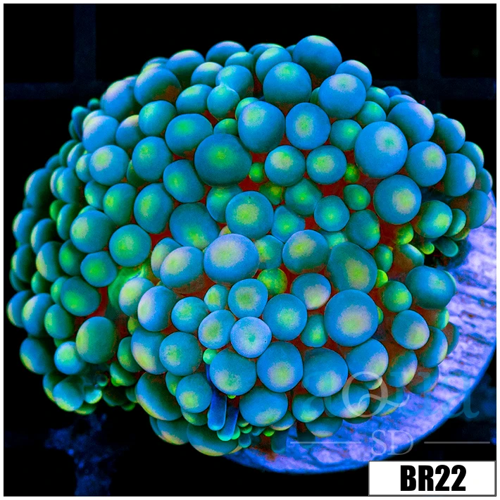 Ultra Florida Ricordea Mushroom