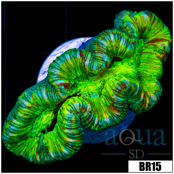 Aussie Neon Splatter Trachy