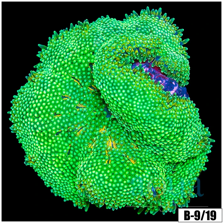 Baby Mertensii Carpet Anemone