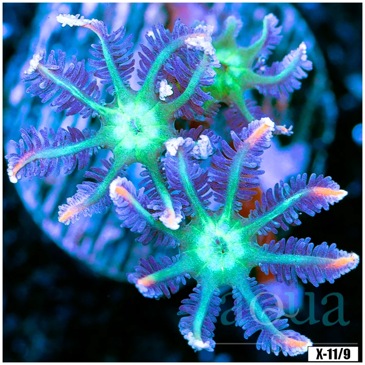 Rainbow Clove Polyps Multiples Available