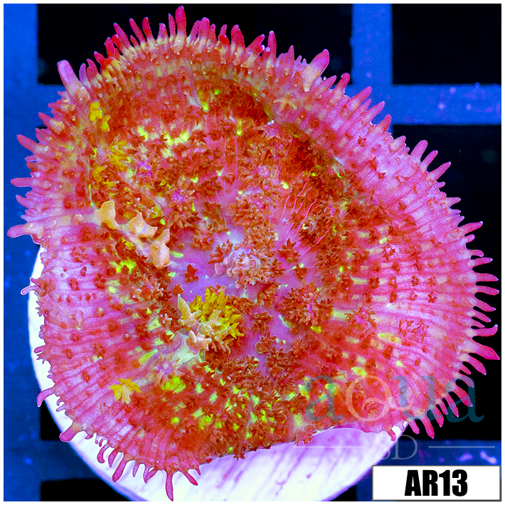 Urchin Rhodactis Mushroom