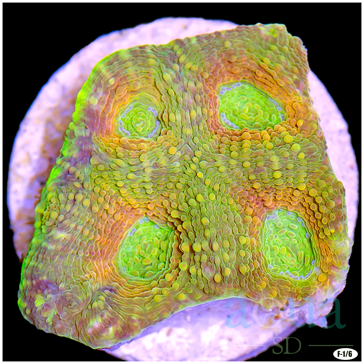 Citrus Acan Enchinata Multiples Available