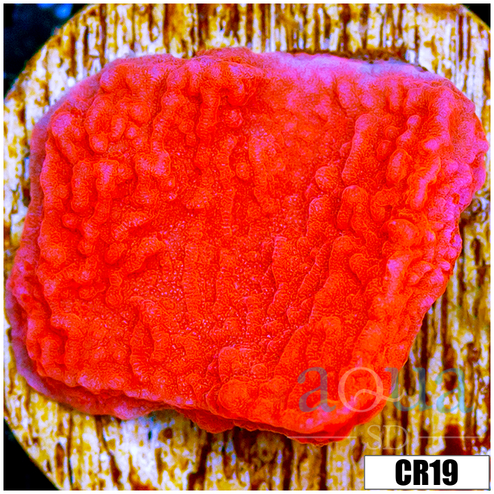 Red Monti Cap Multiples Available