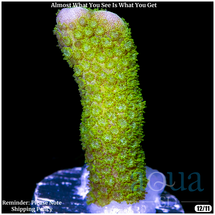 Green Montipora Digitata Frag Multiples Available