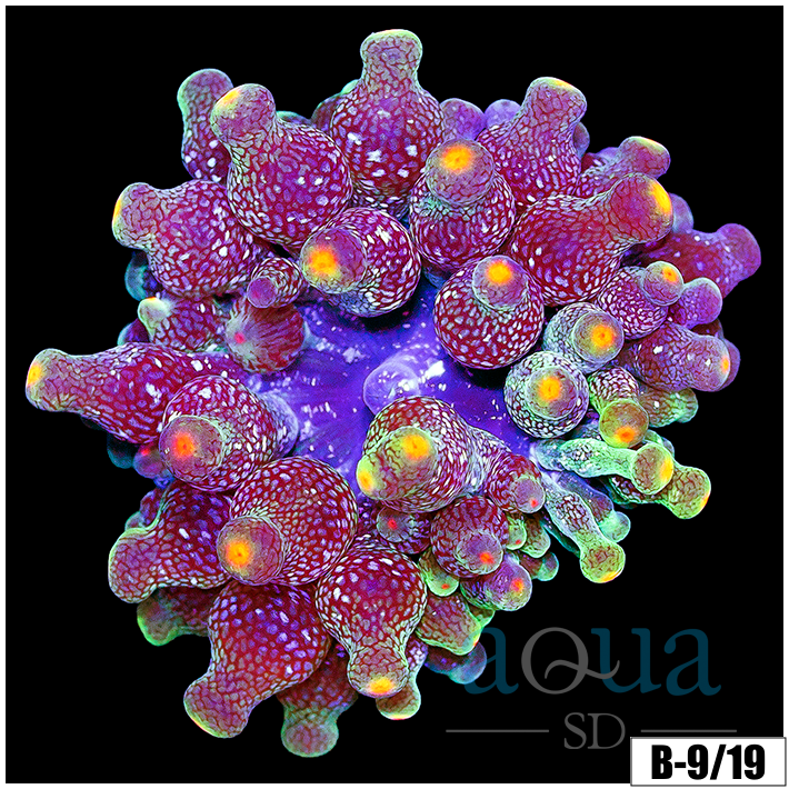 Galaxy Bubble Tip Anemone