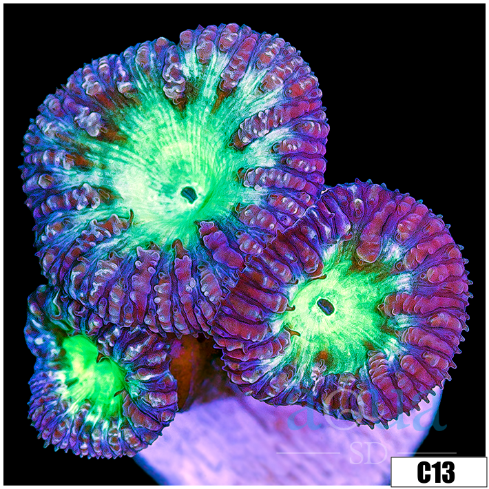Aussie Purple Rim Blasto Wellsi
