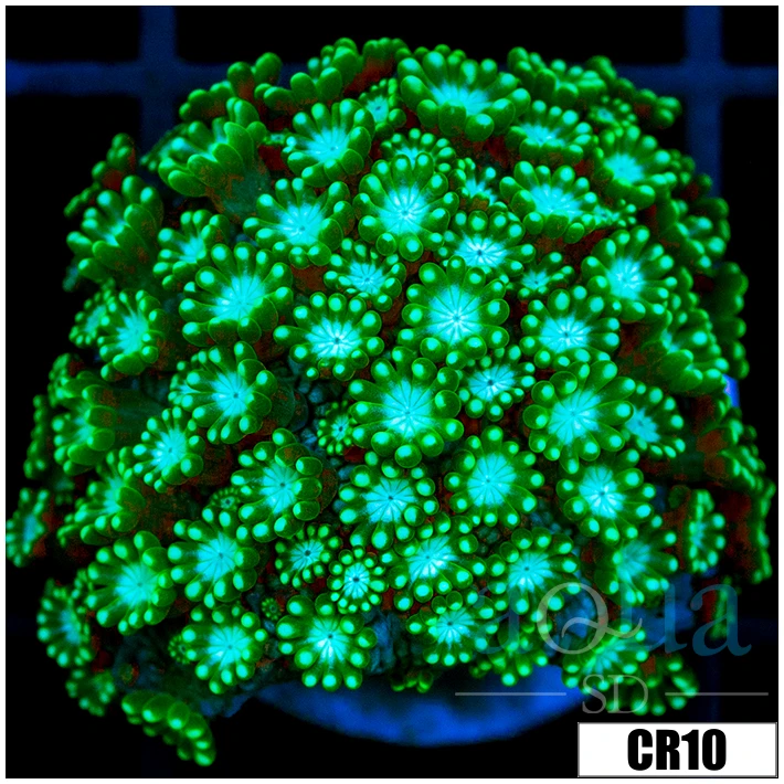 Neon Petals Alveopora