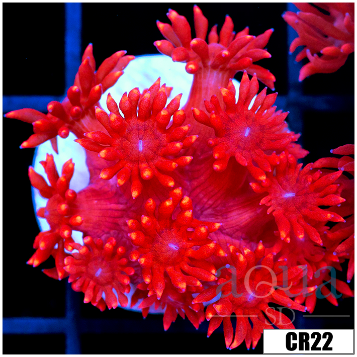 CLEARANCE - Indo Cultured Flamethrower Goni