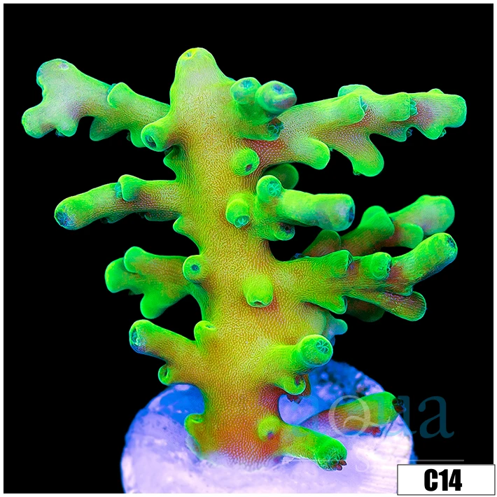 Lighsaber Tort Acropora