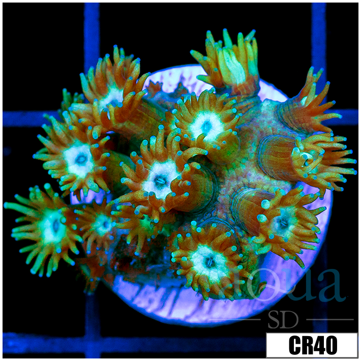 CLEARANCE - Minty Cave Of Wonders Goniopora