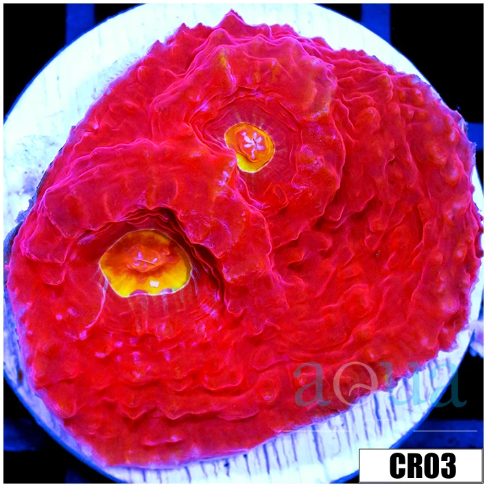 ASD Rainbow Eye Chalice