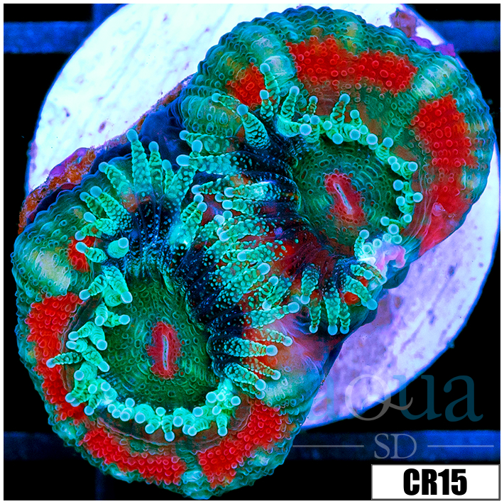 CLEARANCE - ASD Fruity Pebbles Acan Lord