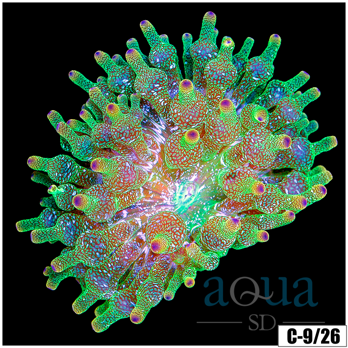 Acid Wash Bubble Tip Anemone