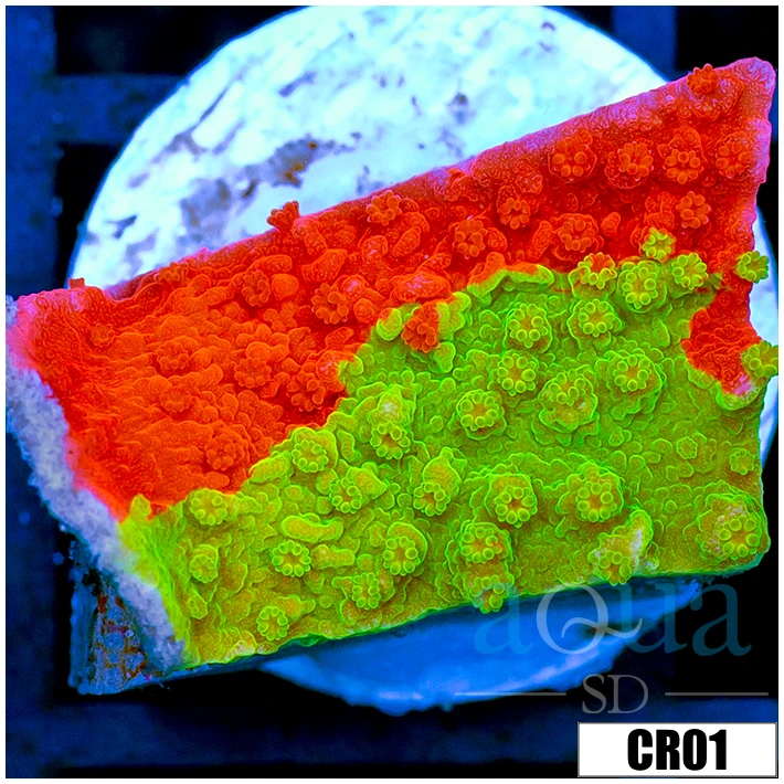 Starburst Grafted Monti