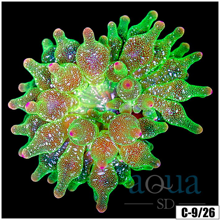 Acid Wash Bubble Tip Anemone