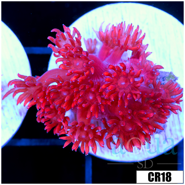 CLEARANCE - Indo Cultured Red Goni