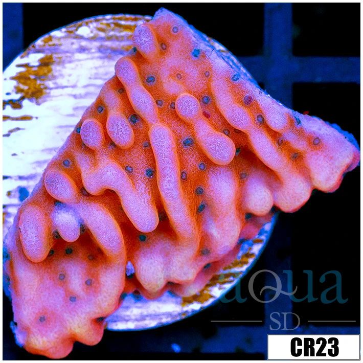 Indo Cultured Orange Phoenix Montipora
